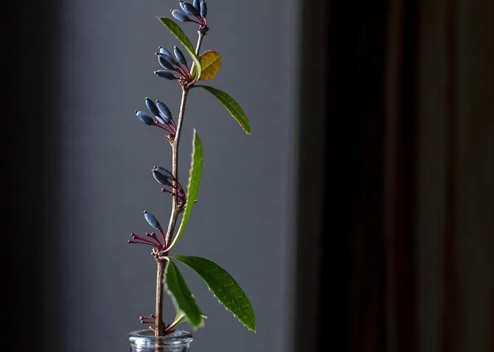 Vulkan Nyulontul 公寓